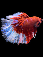 Load image into Gallery viewer, Male Rosetail - Red Butterfly #1664 - Live Betta Fish
