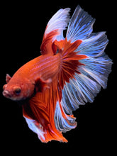 Load image into Gallery viewer, Male Rosetail - Red Butterfly #1664 - Live Betta Fish
