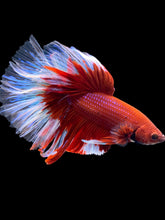 Load image into Gallery viewer, Male Rosetail - Red Butterfly #1664 - Live Betta Fish
