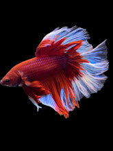 Load image into Gallery viewer, Male Rosetail - Red Butterfly #1664 - Live Betta Fish
