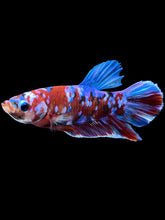 Load image into Gallery viewer, Male Halfmoon Plakat - Red Galaxy #1665 - Live Betta Fish
