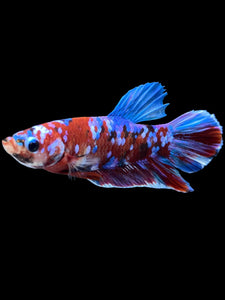 Male Halfmoon Plakat - Red Galaxy #1665 - Live Betta Fish