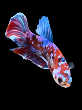 Load image into Gallery viewer, Male Halfmoon Plakat - Red Galaxy #1665 - Live Betta Fish
