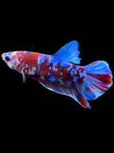 Load image into Gallery viewer, Male Halfmoon Plakat - Red Galaxy #1665 - Live Betta Fish
