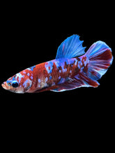 Load image into Gallery viewer, Male Halfmoon Plakat - Red Galaxy #1665 - Live Betta Fish
