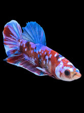 Load image into Gallery viewer, Male Halfmoon Plakat - Red Galaxy #1665 - Live Betta Fish
