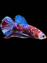 Load image into Gallery viewer, Male Halfmoon Plakat - Red Galaxy #1665 - Live Betta Fish
