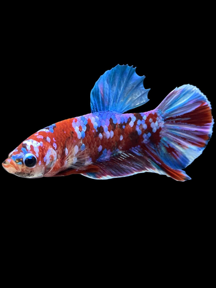 Male Halfmoon Plakat - Red Galaxy #1665 - Live Betta Fish