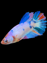Load image into Gallery viewer, TOP GRADE Female Halfmoon - Unicorn #1666 - Live Betta Fish
