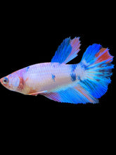 Load image into Gallery viewer, TOP GRADE Female Halfmoon - Unicorn #1666 - Live Betta Fish
