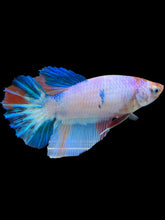 Load image into Gallery viewer, TOP GRADE Female Halfmoon - Unicorn #1666 - Live Betta Fish
