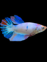 Load image into Gallery viewer, TOP GRADE Female Halfmoon - Unicorn #1666 - Live Betta Fish
