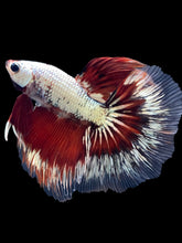 Load image into Gallery viewer, Male Halfmoon - Fancy Copper #1667 - Live Betta Fish
