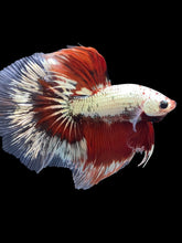 Load image into Gallery viewer, Male Halfmoon - Fancy Copper #1667 - Live Betta Fish
