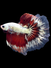 Load image into Gallery viewer, Male Halfmoon - Fancy Copper #1667 - Live Betta Fish
