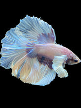 Load image into Gallery viewer, Male Rosetail - Dumbo #1668 - Live Betta Fish
