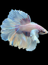 Load image into Gallery viewer, Male Rosetail - Dumbo #1668 - Live Betta Fish
