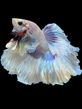Load image into Gallery viewer, Male Rosetail - Dumbo #1668 - Live Betta Fish
