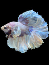 Load image into Gallery viewer, Male Rosetail - Dumbo #1668 - Live Betta Fish
