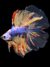 Load image into Gallery viewer, Male Fullmoon - Multicolor #1669 - Live Betta Fish
