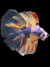 Load image into Gallery viewer, Male Fullmoon - Multicolor #1669 - Live Betta Fish

