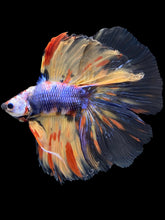 Load image into Gallery viewer, Male Fullmoon - Multicolor #1669 - Live Betta Fish
