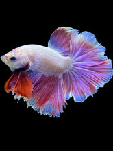 Load image into Gallery viewer, Male Rosetail - Purple #1670 - Live Betta Fish
