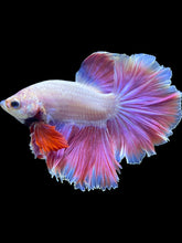 Load image into Gallery viewer, Male Rosetail - Purple #1670 - Live Betta Fish
