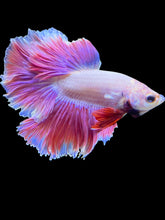 Load image into Gallery viewer, Male Rosetail - Purple #1670 - Live Betta Fish

