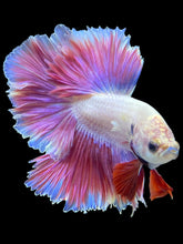 Load image into Gallery viewer, Male Rosetail - Purple #1670 - Live Betta Fish
