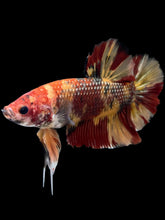Load image into Gallery viewer, GIANT Male Halfmoon Plakat - Nemo Galaxy #1671 - Live Betta Fish
