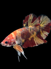 Load image into Gallery viewer, GIANT Male Halfmoon Plakat - Nemo Galaxy #1671 - Live Betta Fish
