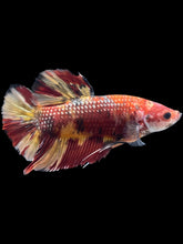 Load image into Gallery viewer, GIANT Male Halfmoon Plakat - Nemo Galaxy #1671 - Live Betta Fish
