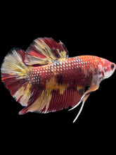 Load image into Gallery viewer, GIANT Male Halfmoon Plakat - Nemo Galaxy #1671 - Live Betta Fish
