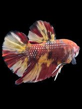 Load image into Gallery viewer, GIANT Male Halfmoon Plakat - Nemo Galaxy #1671 - Live Betta Fish
