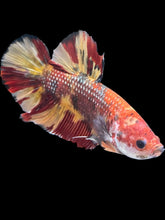 Load image into Gallery viewer, GIANT Male Halfmoon Plakat - Nemo Galaxy #1671 - Live Betta Fish
