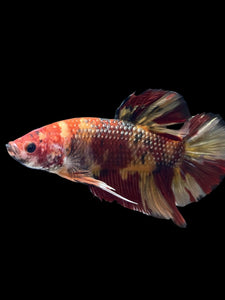 GIANT Male Halfmoon Plakat - Nemo Galaxy #1671 - Live Betta Fish