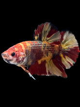 Load image into Gallery viewer, GIANT Male Halfmoon Plakat - Nemo Galaxy #1671 - Live Betta Fish
