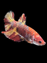 Load image into Gallery viewer, GIANT Male Halfmoon Plakat - Nemo Galaxy #1671 - Live Betta Fish
