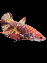 Load image into Gallery viewer, GIANT Male Halfmoon Plakat - Nemo Galaxy #1671 - Live Betta Fish
