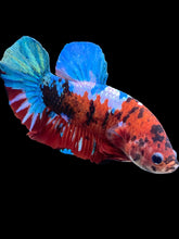 Load image into Gallery viewer, GIANT Male Halfmoon Plakat - Galaxy #1673 - Live Betta Fish

