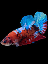 Load image into Gallery viewer, GIANT Male Halfmoon Plakat - Galaxy #1673 - Live Betta Fish
