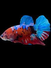 Load image into Gallery viewer, GIANT Male Halfmoon Plakat - Galaxy #1673 - Live Betta Fish
