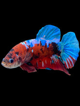 Load image into Gallery viewer, GIANT Male Halfmoon Plakat - Galaxy #1673 - Live Betta Fish
