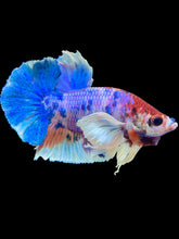 Load image into Gallery viewer, Male Halfmoon Plakat - Candy Dumbo #1674 - Live Betta Fish
