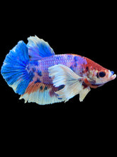 Load image into Gallery viewer, Male Halfmoon Plakat - Candy Dumbo #1674 - Live Betta Fish
