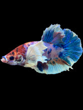 Load image into Gallery viewer, Male Halfmoon Plakat - Candy Dumbo #1674 - Live Betta Fish
