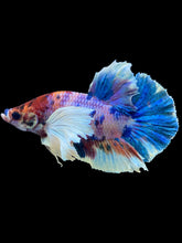 Load image into Gallery viewer, Male Halfmoon Plakat - Candy Dumbo #1674 - Live Betta Fish
