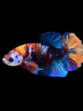 Load image into Gallery viewer, Male Halfmoon Plakat - Multicolor #1675 - Live Betta Fish
