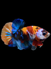Load image into Gallery viewer, Male Halfmoon Plakat - Multicolor #1675 - Live Betta Fish
